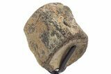 Polished Fossil Mosasaur Vertebra w/ Metal Stand - Texas #335049-2